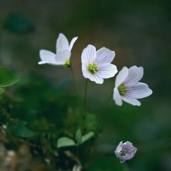 Focus Meditation - Leah May Energy Healing
