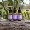 Momentum Set on eucalyptus log