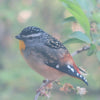 Australian Bird Songs Meditation - Leah May Energy Healing