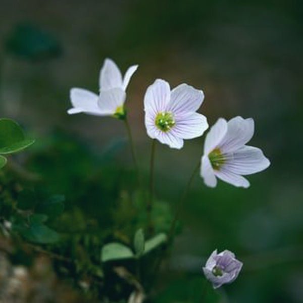 Focus Meditation - Leah May Energy Healing